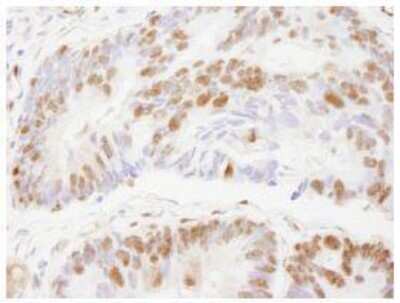 Immunohistochemistry-Paraffin: ZNF295 Antibody [NB100-74656]