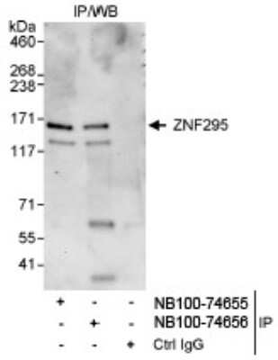 Western Blot: ZNF295 Antibody [NB100-74655]