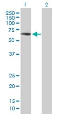 Western Blot: ZNF307 Antibody [H00387032-B01P]