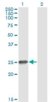 Western Blot: ZNF313 Antibody (S2) [H00055905-M03]