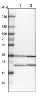 Western Blot: ZNF313 Antibody [NBP1-87204]