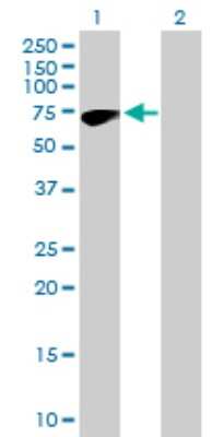 Western Blot: ZNF317 Antibody [H00057693-B01P]