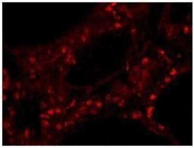 Immunocytochemistry/ Immunofluorescence: ZNF318 Antibody [NB100-77289]
