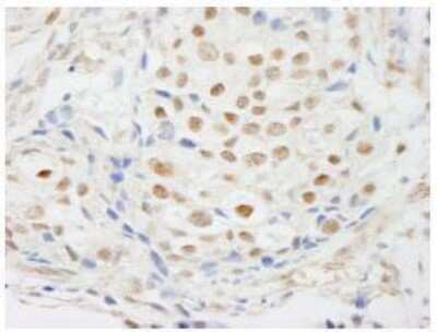 Immunohistochemistry-Paraffin: ZNF318 Antibody [NB100-77289]