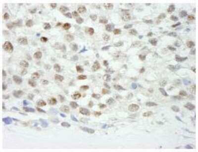 Immunohistochemistry-Paraffin: ZNF318 Antibody [NB100-77289]