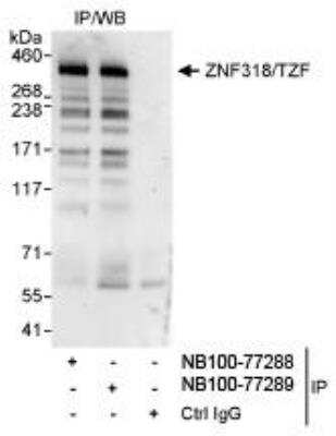 Immunoprecipitation: ZNF318 Antibody [NB100-77288]