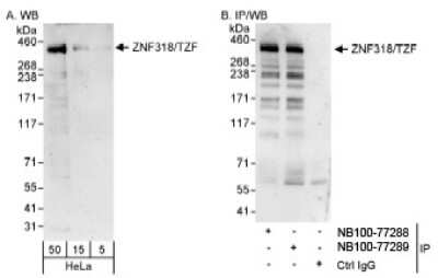 Western Blot: ZNF318 Antibody [NB100-77289]