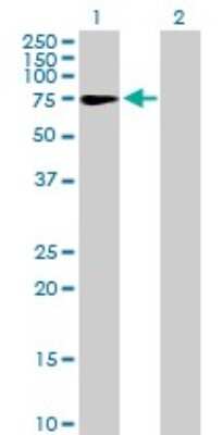 Western Blot: ZNF319 Antibody [H00057567-B01P]