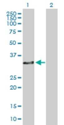 Western Blot: ZNF324 Antibody [H00025799-B01P]