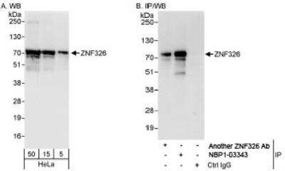 Western Blot: ZNF326 Antibody [NBP1-03343]