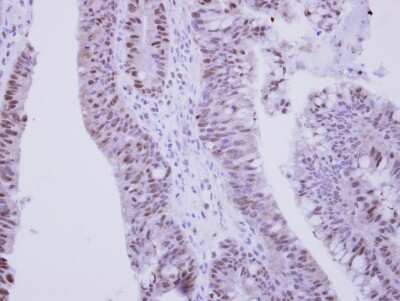 Immunohistochemistry-Paraffin: ZNF329 Antibody [NBP2-20993]