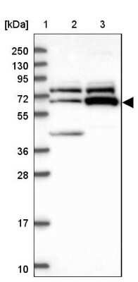 Western Blot: ZNF329 Antibody [NBP1-92622]