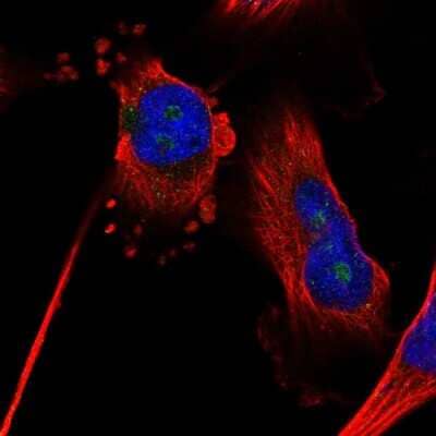 Immunocytochemistry/ Immunofluorescence: ZNF330 Antibody [NBP2-58119]