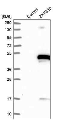 Western Blot: ZNF330 Antibody [NBP1-81694]