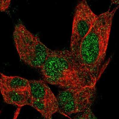 Immunocytochemistry/ Immunofluorescence: ZNF334 Antibody [NBP2-13567]