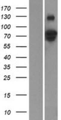 Western Blot: ZNF336 Overexpression Lysate [NBP2-06430]