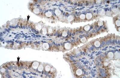Immunohistochemistry-Paraffin: ZNF341 Antibody [NBP2-88672]