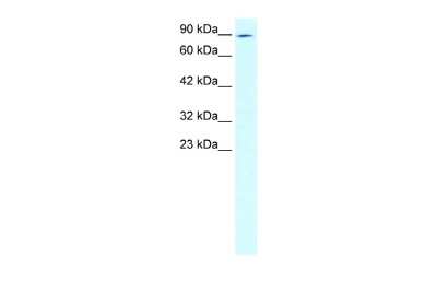 Western Blot: ZNF341 Antibody [NBP2-88671]