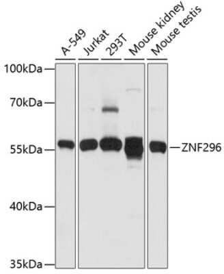 Western Blot: ZNF342 AntibodyAzide and BSA Free [NBP3-03341]