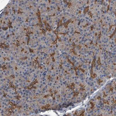 Immunohistochemistry-Paraffin: ZNF343 Antibody [NBP1-81236]