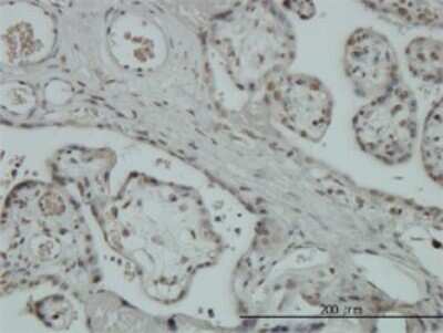 Immunohistochemistry-Paraffin: ZNF345 Antibody (6G10) [H00025850-M01]