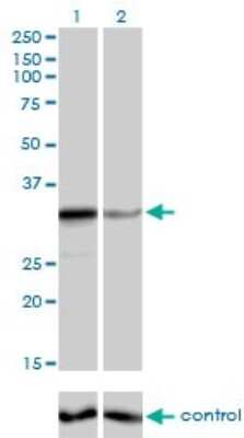 Western Blot: ZNF346 Antibody (2D10) [H00023567-M01]