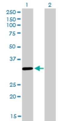 Western Blot: ZNF346 Antibody (2D10) [H00023567-M01]