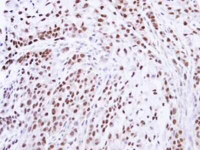Immunohistochemistry-Paraffin: ZNF346 Antibody [NBP1-32927]