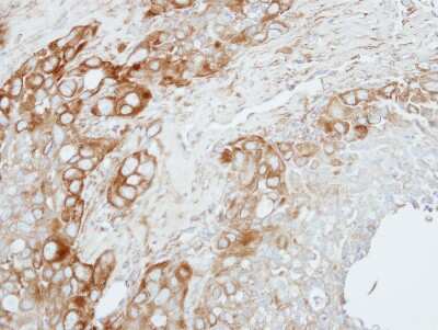 Immunohistochemistry-Paraffin: ZNF346 Antibody [NBP2-20997]