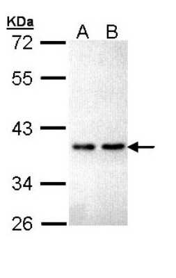 Western Blot: ZNF346 Antibody [NBP1-32927]