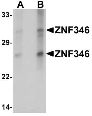 Western Blot: ZNF346 AntibodyBSA Free [NBP1-76540]