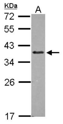 Western Blot: ZNF346 Antibody [NBP2-20997]