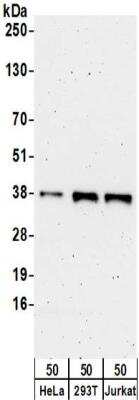 Western Blot: ZNF346 Antibody [NBP2-32230]