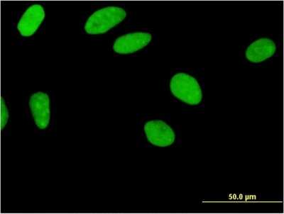 Immunocytochemistry/ Immunofluorescence: ZNF35 Antibody (2B4) [H00007584-M03]