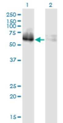 Western Blot: ZNF35 Antibody (2B4) [H00007584-M03]