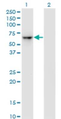 Western Blot: ZNF350 Antibody (1A9) [H00059348-M01]