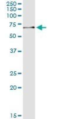 Western Blot: ZNF350 Antibody (1A9) [H00059348-M01]