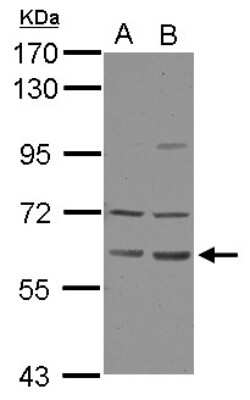 Western Blot: ZNF350 Antibody [NBP2-20999]