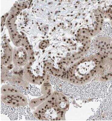 Immunohistochemistry-Paraffin: ZNF354B Antibody [NBP1-82064]