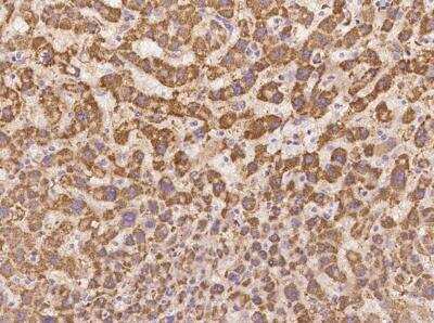 Immunohistochemistry-Paraffin: ZNF354C Antibody [NBP3-06035]