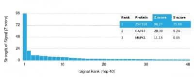 Protein Array: ZNF358 Antibody (PCRP-ZNF358-1A6)Azide and BSA Free [NBP3-14233]