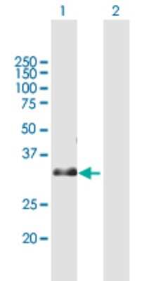 Western Blot: ZNF364 Antibody [H00027246-B01P]