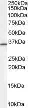 Western Blot: ZNF364 Antibody [NB100-41373]