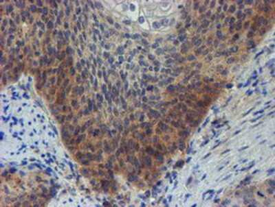 Immunohistochemistry-Paraffin: ZNF365 Antibody (OTI1B7) [NBP2-03848]