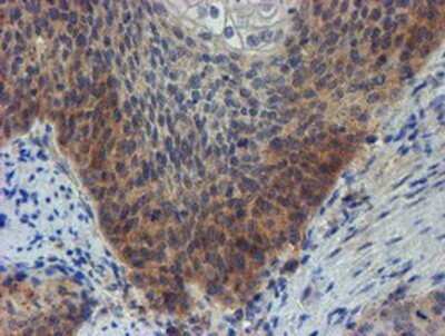 Immunohistochemistry: ZNF365 Antibody (OTI1B7) - Azide and BSA Free [NBP2-74945]