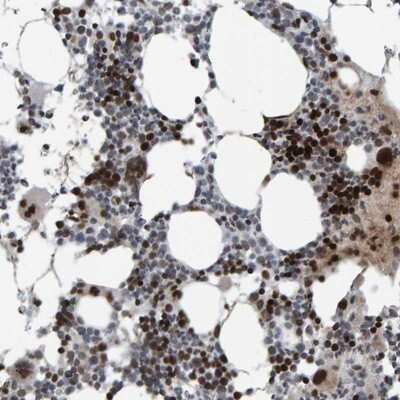 Immunohistochemistry-Paraffin: DC-SCRIPT/ZNF366 Antibody [NBP1-81922]