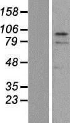 Western Blot: DC-SCRIPT/ZNF366 Overexpression Lysate [NBP2-05334]