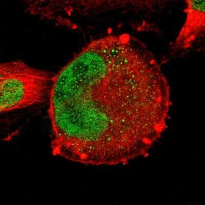 Immunocytochemistry/ Immunofluorescence: ZNF367 Antibody [NBP2-58701]