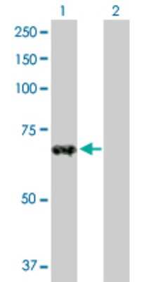 Western Blot: ZNF37A Antibody [H00007587-D01P]