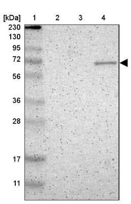 Western Blot: ZNF37A Antibody [NBP1-81345]